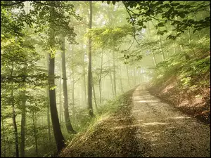 Droga przez zamglony las w porannym słońcu