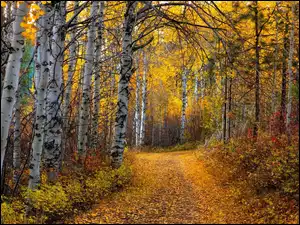 Brzozy przy ścieżce w jesiennym lesie