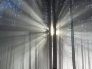 Las, Drzewa, Przebijające światło