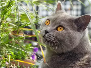 Kot brytyjski krótkowłosy z miodowymi oczami