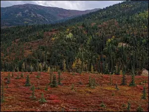 Jesienny krajobraz Parku Narodowego Denali
