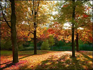 Pożółkłe, Liście, Park, Jesień, Drzewa