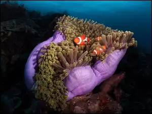 Kolorowy podwodny świat
