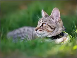 Leżący kot z obrożą na trawie