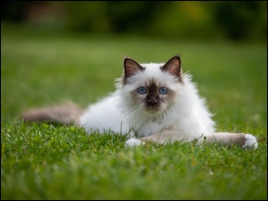 Kot ragdoll w pozycji leżącej na trawniku