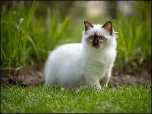 Kot ragdoll na trawie