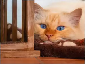 Rudawy kot na kocu