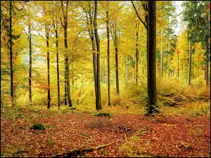 Kolorowa jesień w lesie