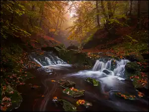 Kaskady i kamienie w potoku w zamglonym lesie jesienią