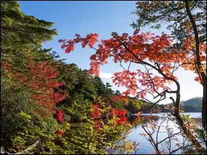 Las, Drzewa, Jezioro, Jesień, Liście, Kolorowe, Gałęzie