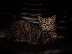 Prążkowany kot leży na czarnym fotelu