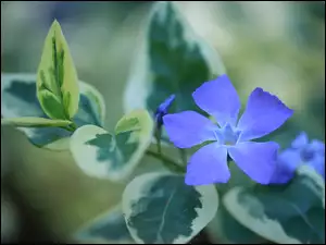 Zbliżenie, Barwinek, Niebieski, Kwiat