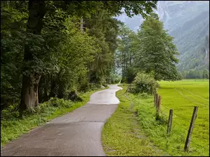 Zielone drzewa i pole przy drodze w zalesionych górach
