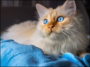 Biało-rudawy kot leżący na niebieskiej narzucie