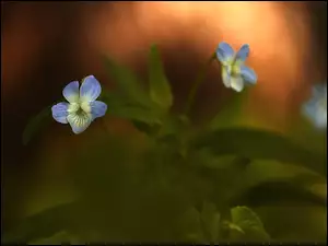 Kwiat, Niebieski, Fiołek