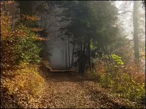 Rozświetlone słońcem drzewa przy ścieżce w zamglonym lesie