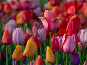 Kolorowe, Kwiaty, Rozkwitające, Tulipany