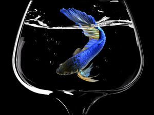 Niebieski welonek puszczający bąbelki w szklanym naczyniu z wodą