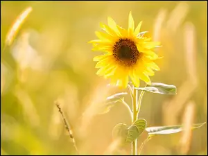 Kwiat słonecznika w rozmyciu