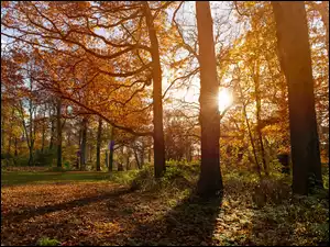 Promienie słońca, Jesień, Pożółkłe, Drzewa
