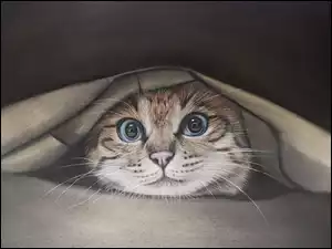 Mały bury kotek pod tkaniną