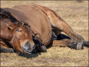 Śpiący koń