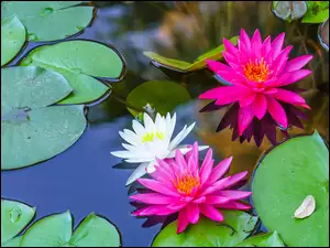 Kolorowe lilie wodne
