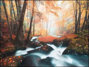 Kamienista rzeka płynąca przez las