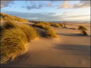 Kępki trawy w piasku