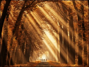 Drzewa, Jesień, Liście, Las, Ścieżka, Słoneczne, Przebijające światło