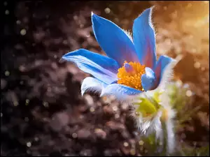 Niebieska, Kwiaty, Sasanka