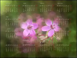 Kwiaty, Kalendarz 2011