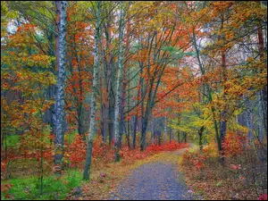 Ścieżka w lesie pośródkolorowych jesiennych drzew