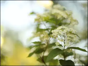 Zbliżenie, Krzew, Białe, Kwiaty