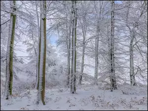 Ośnieżone, Las, Śnieg, Zima, Drzewa