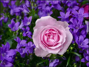 Różowa róża wśród fioletowych dzwonków