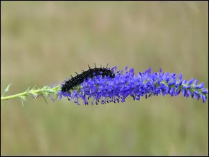 Gąsienica na niebieskim kwiatku