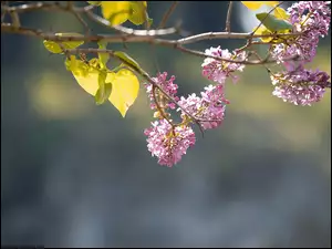 Kwiaty i liście bzu w słońcu
