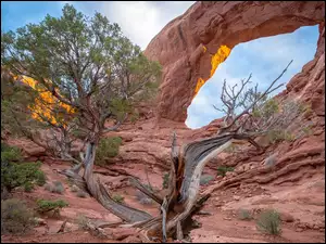 Park Narodowy Arches, Stany Zjednoczone, Drzewo, Skała, Utah