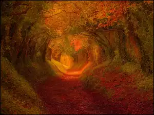 Tunel, Jesień, Droga, Las, Drzewa