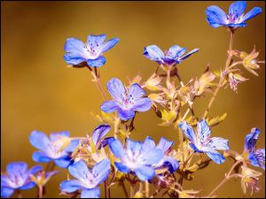 Niebieskie kwiatki na łodyżce