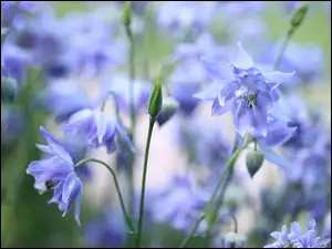 Kwiaty, Niebieskie, Orliki