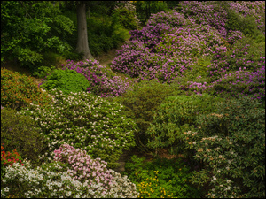 Drzewa, Park, Różaneczniki, Kolorowe, Kwiaty, Azalie