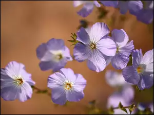 Kwiaty, Len włochaty, Jasnofioletowe