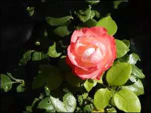 PIękna róża ogrodowa