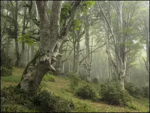 Drzewa, Mgła, Las, Zielony, Krzewy