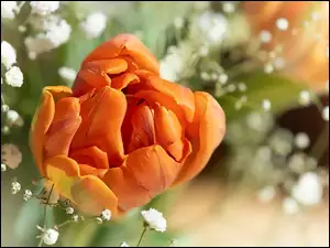 Tulipan, Kwiaty, Pomarańczowy