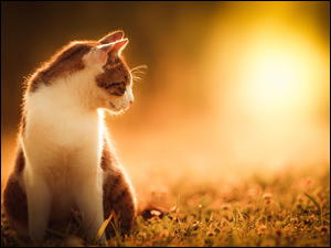 Biało-rudy kot na łonie natury w blasku słońca