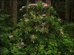 Kwitnący krzew różanecznika w Parku Narodowym Redwood