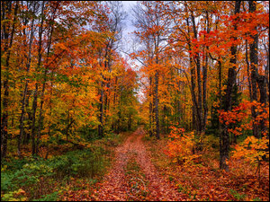Droga, Jesień, Drzewa, Kolorowe
